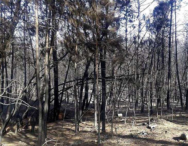 El programa Plantabosques actuará en zonas afectadas por el incendio de Gata El programa Plantabosques actuará en zonas afectadas por el incendio de Gata