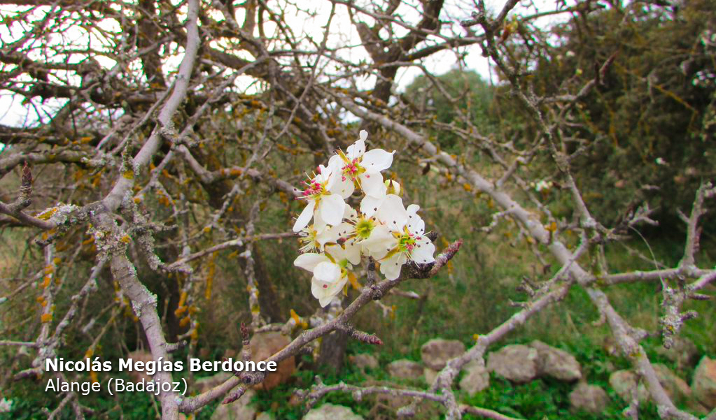 Las cálidas temperaturas de este otoño primaveral adelantan la floración Las cálidas temperaturas de este otoño primaveral adelantan la floración