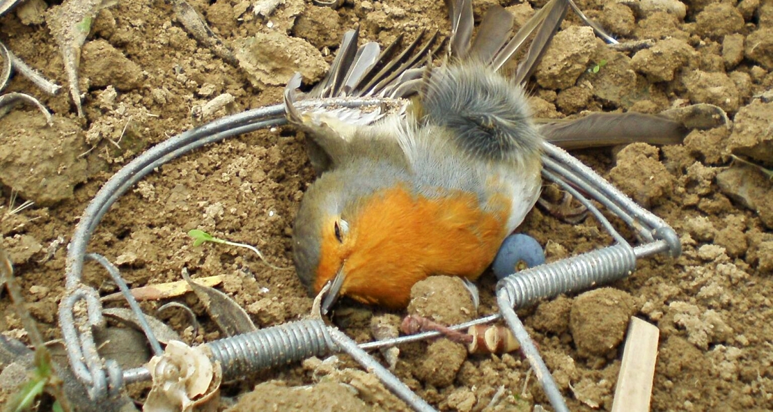 Proyecto pionero para reducir la mortalidad en la fauna por actos delictivos Proyecto pionero para reducir la mortalidad en la fauna por actos delictivos