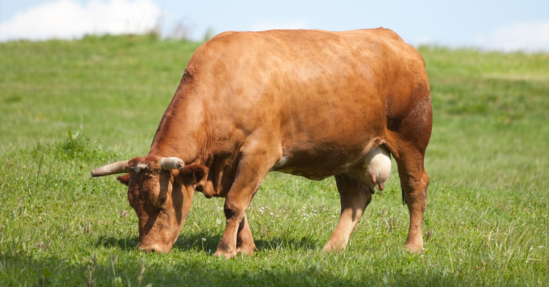 Extremadura es la región con más prevalencia de tuberculosis bovina Extremadura es la región con más prevalencia de tuberculosis bovina