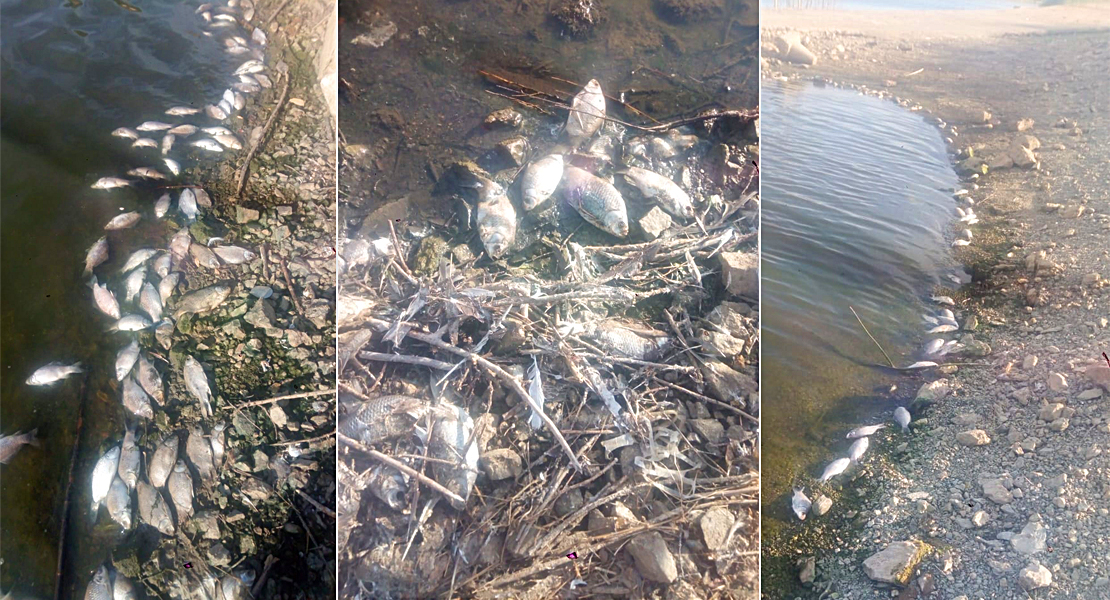 Denuncian la aparición de miles de peces muertos en la presa de Villalba de los Barros. Denuncian la aparición de miles de peces muertos en la presa de Villalba de los Barros.