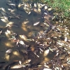 Aparecen cientos de peces muertos en el río Guadiana