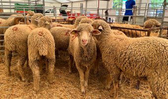 La Diputación de Badajoz estará presente un año más en la Feria Ganadera de Zafra