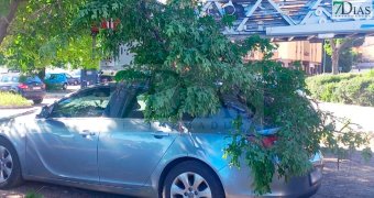 Un vehículo sufre desperfectos al caerse parte de un árbol en Badajoz