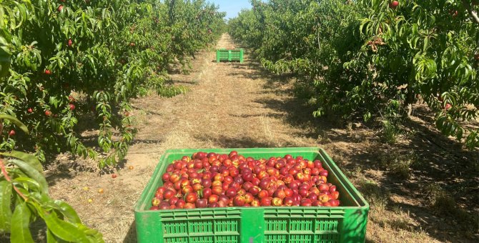 Si se produce una crisis de precios de origen en la fruta, piden al Ministerio destinarla a la beneficencia