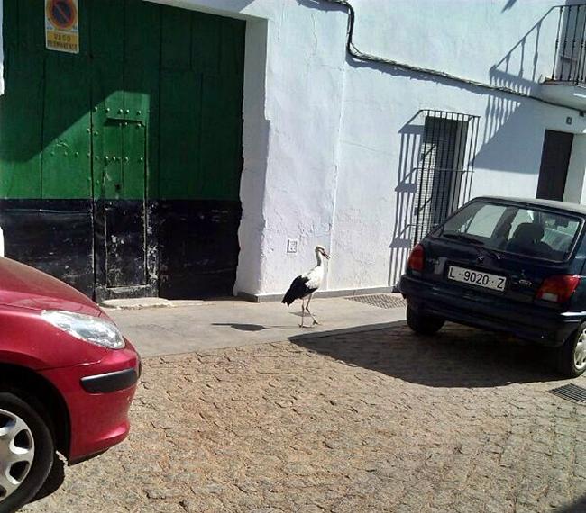 Una cigüeña pasea por las calles de Ribera del Fresno