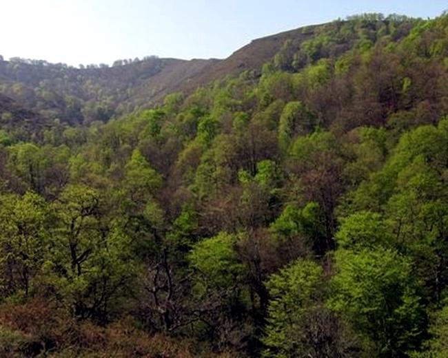 339 beneficiarios reciben ayudas para ordenar montes