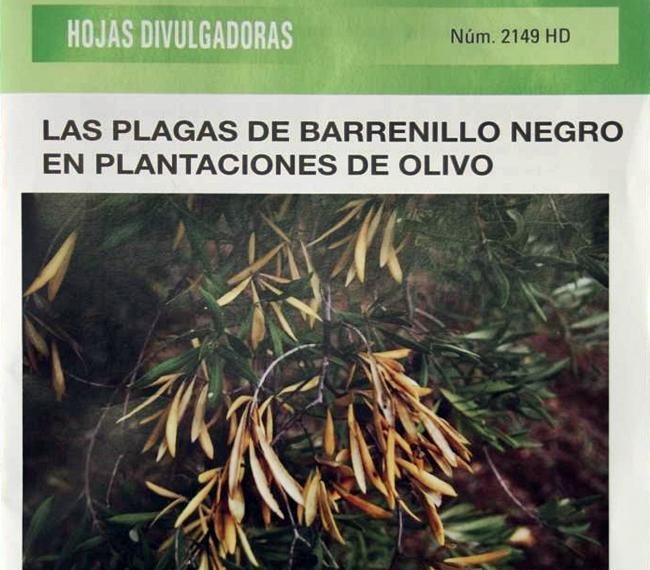 CICYTEX elabora un manual sobre las plagas de barrenillo negro en olivar