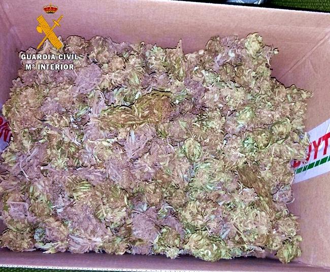 Sorprendidos con medio kilo de cogollos de marihuana