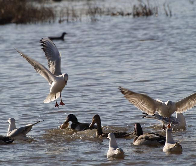Guadiana Internacional pone en marcha el Plan Birding in Badajoz