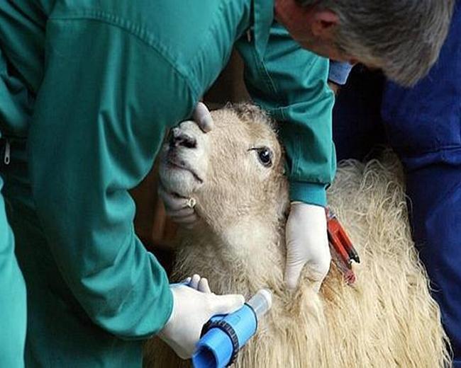 APAG pide que la vacuna de lengua azul no sea obligatoria para el vacuno