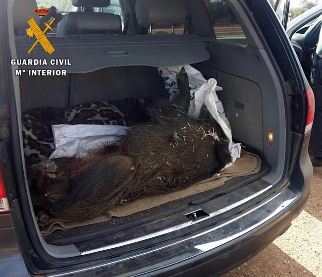 Detenido un presunto furtivo tras dar caza a un jabalí