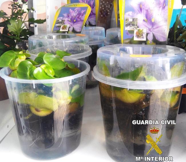 Retiran de su venta el camalote, planta invasora actual del Guadiana