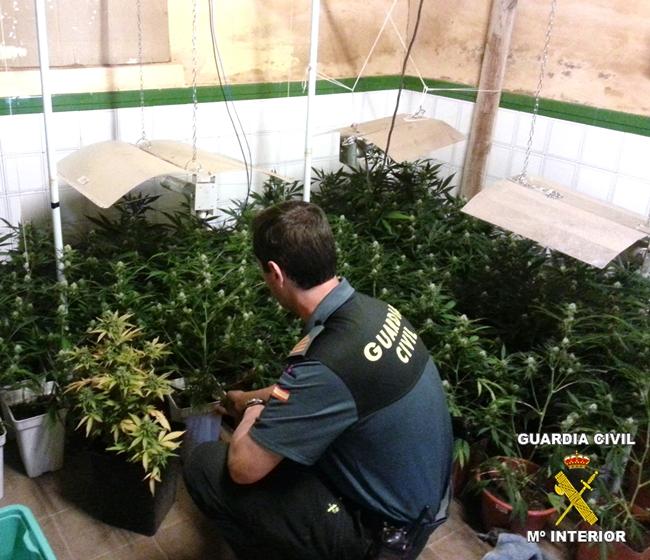 La Guardia Civil desmantela un punto de cultivo de marihuana en Aceuchal