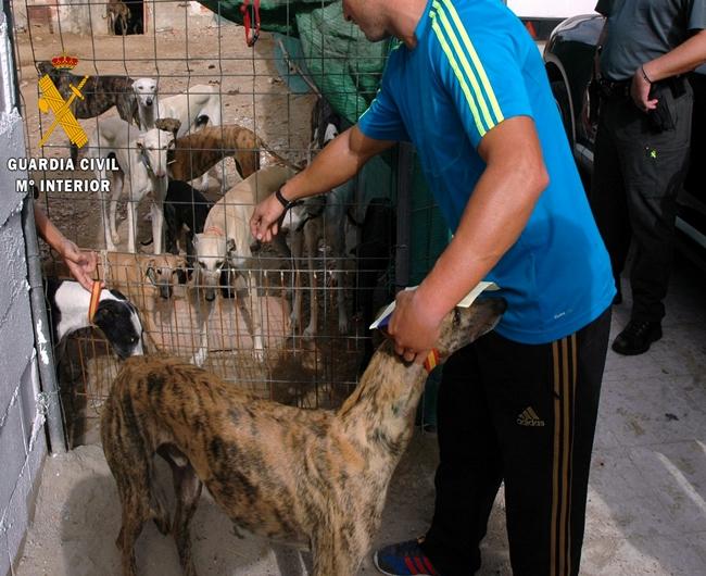 Seis detenidos por el robo de 34 galgos en la provincia de Badajoz