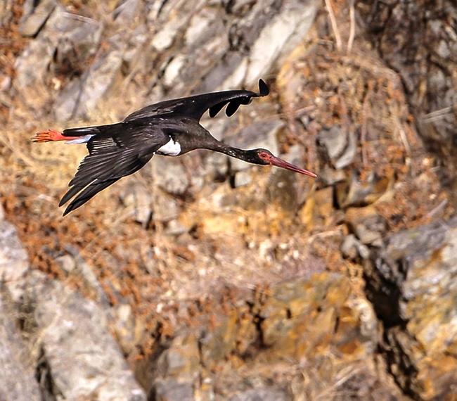 La población de cigüeña negra alcanza máximos históricos en la región