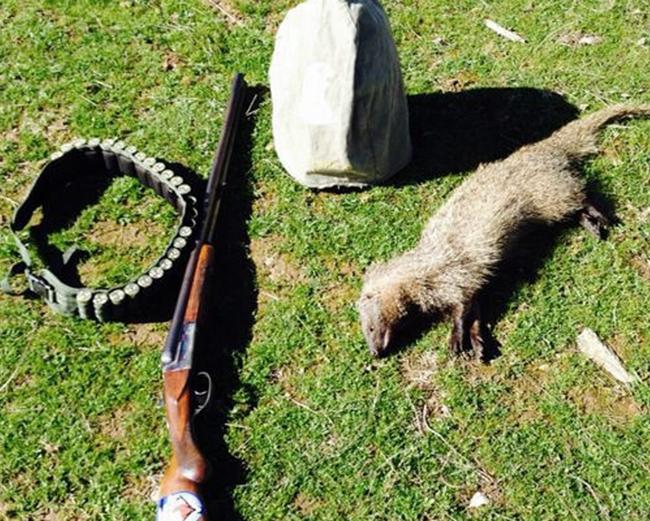 El meloncillo, un problema para el sector de la caza en Extremadura