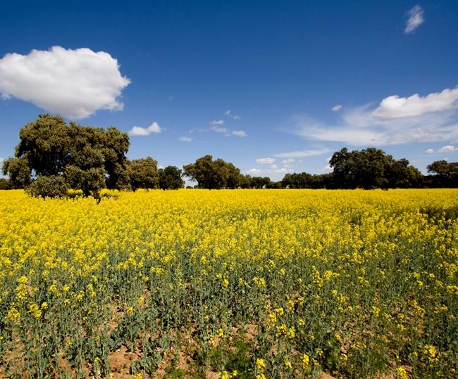 Otorgan a Extremadura una calidad de aire muy buena