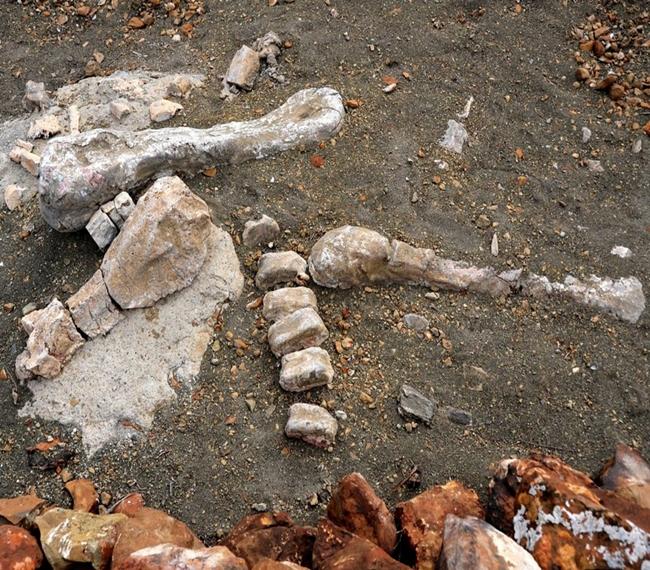 Paralizan el proyecto del Fuerte tras la aparición de huesos de dinosaurio
