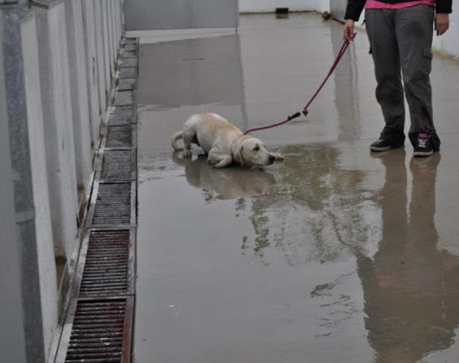 IU alerta de la pésima situación de la Perrera de Badajoz
