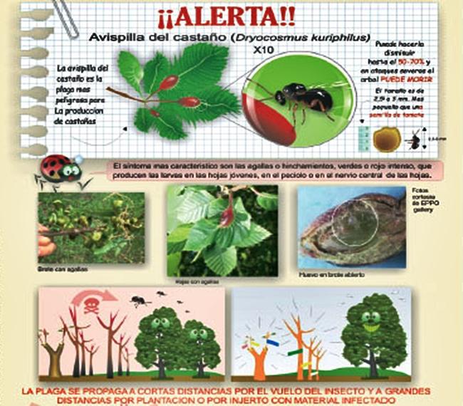 Agricultura alerta ante la posible llegada de la plaga avispilla del castaño