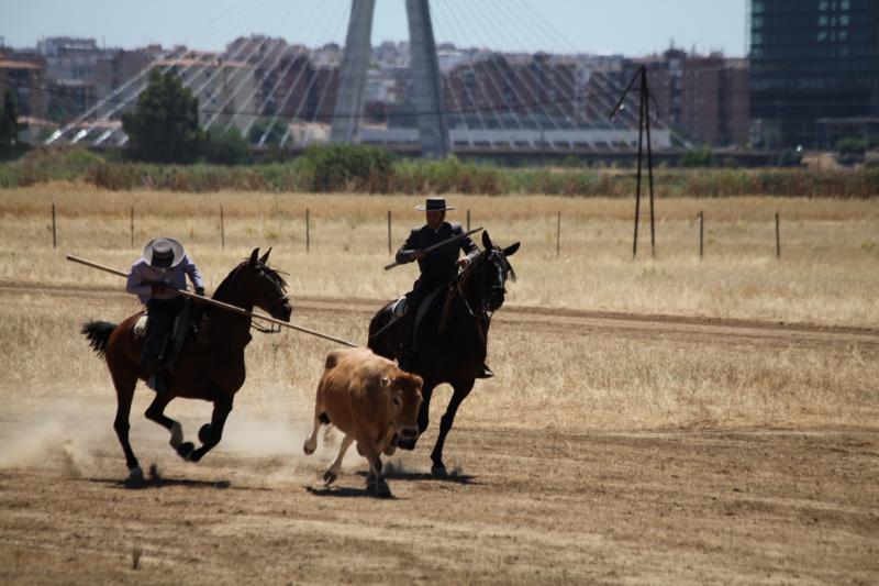 Concurso Nacional de Acoso y Derribo en Badajoz