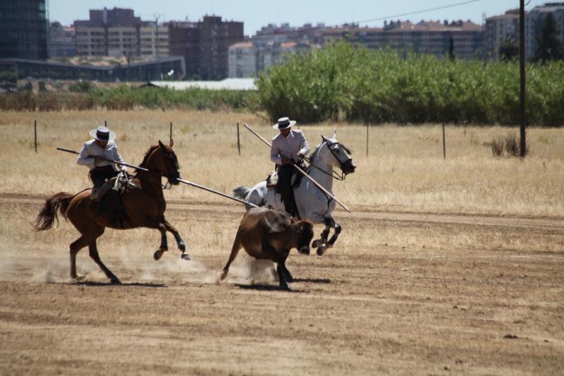 Concurso Nacional de Acoso y Derribo en Badajoz