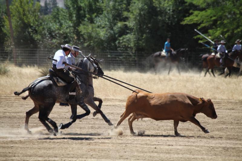 Concurso Nacional de Acoso y Derribo en Badajoz