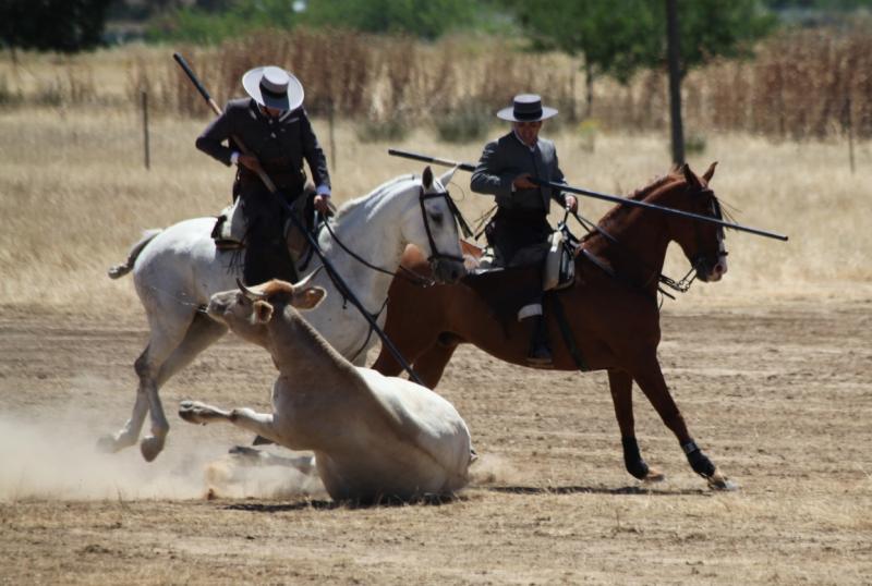 Concurso Nacional de Acoso y Derribo en Badajoz