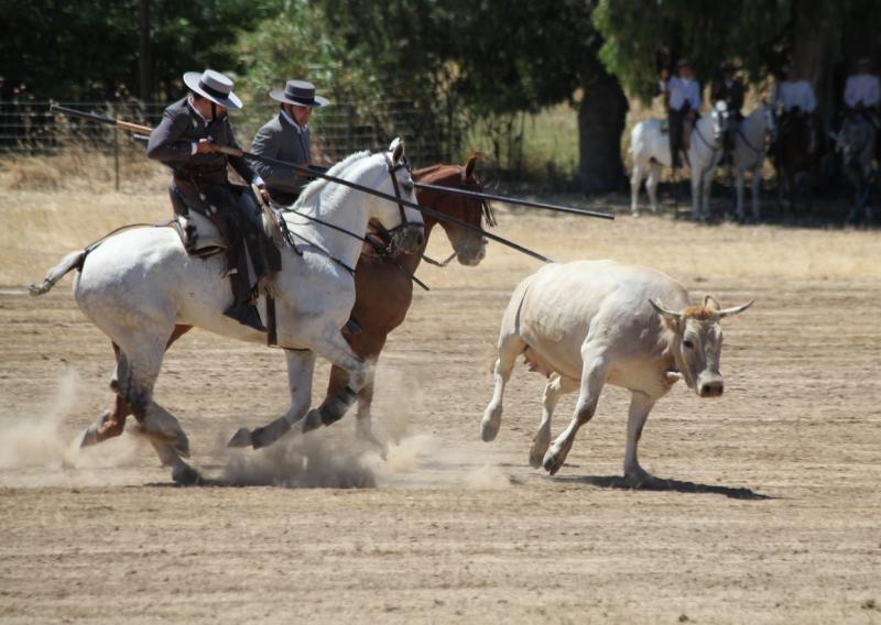 Concurso Nacional de Acoso y Derribo en Badajoz