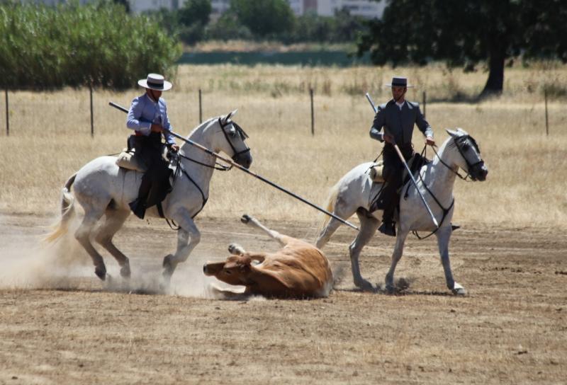 Concurso Nacional de Acoso y Derribo en Badajoz