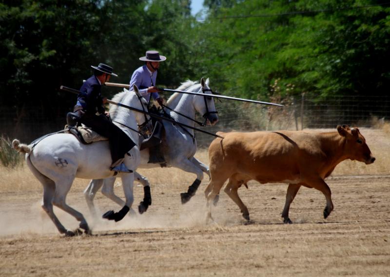 Concurso Nacional de Acoso y Derribo en Badajoz