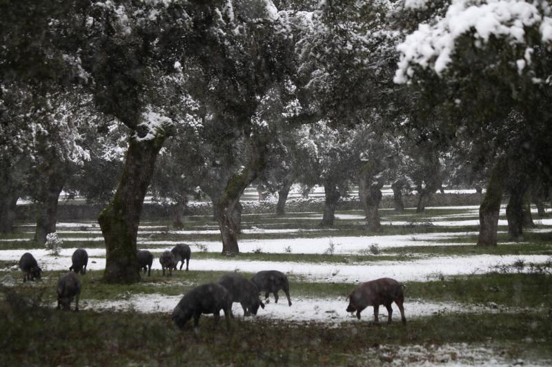 Imágenes de la nevada en la provincia de Badajoz