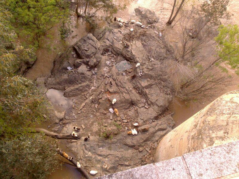 Rescate masivo en la Isla de los Gatos del Guadiana