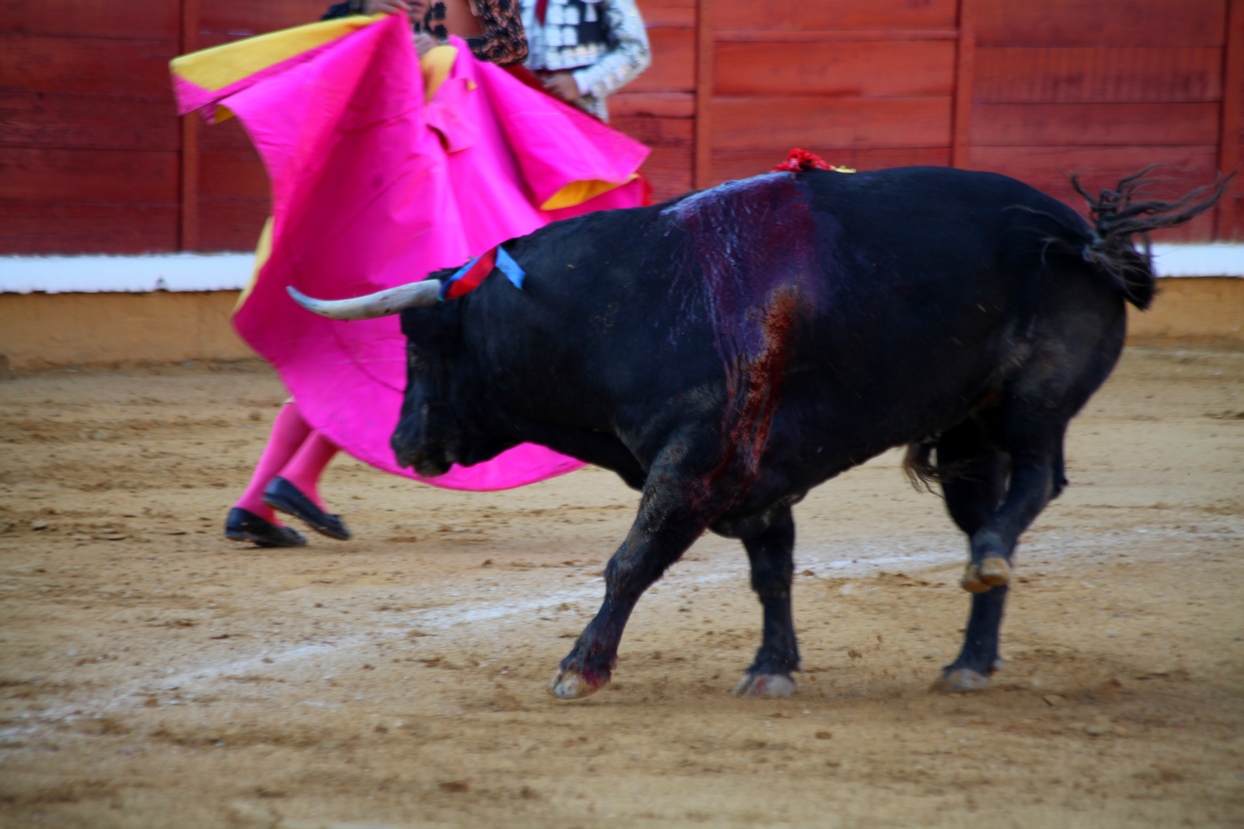 Imágenes de la corrida de Talavante, Perera y Morante en Badajoz Imágenes de la corrida de Talavante, Perera y Morante en Badajoz