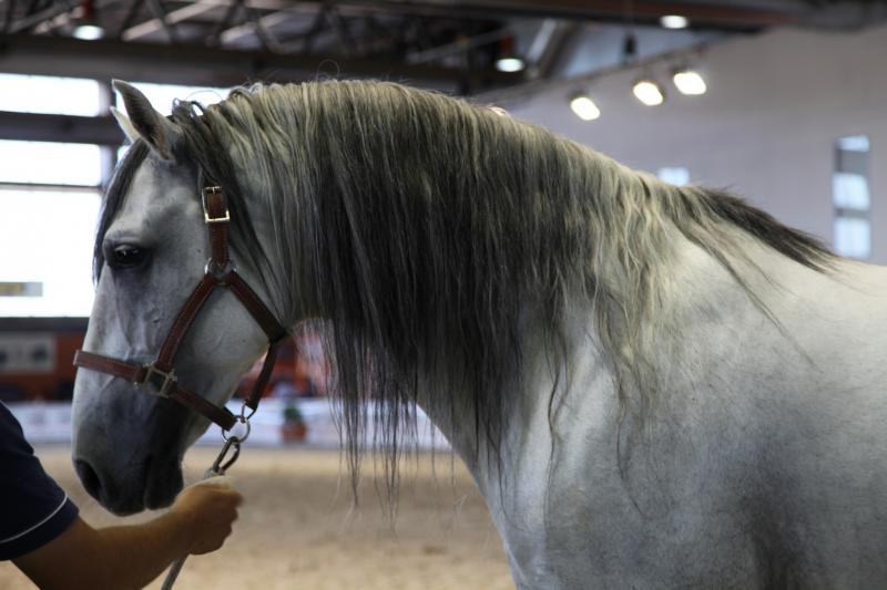 Imágenes de la inauguración de la Feria Ecuextre Badajoz