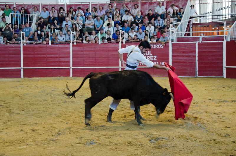Continúa la actividad de la Feria del Toro y el Caballo Ecuextre 2013 Badajoz