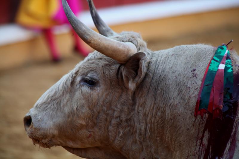 Imágenes de la corrida de Talavante, Perera y Morante en Badajoz Imágenes de la corrida de Talavante, Perera y Morante en Badajoz
