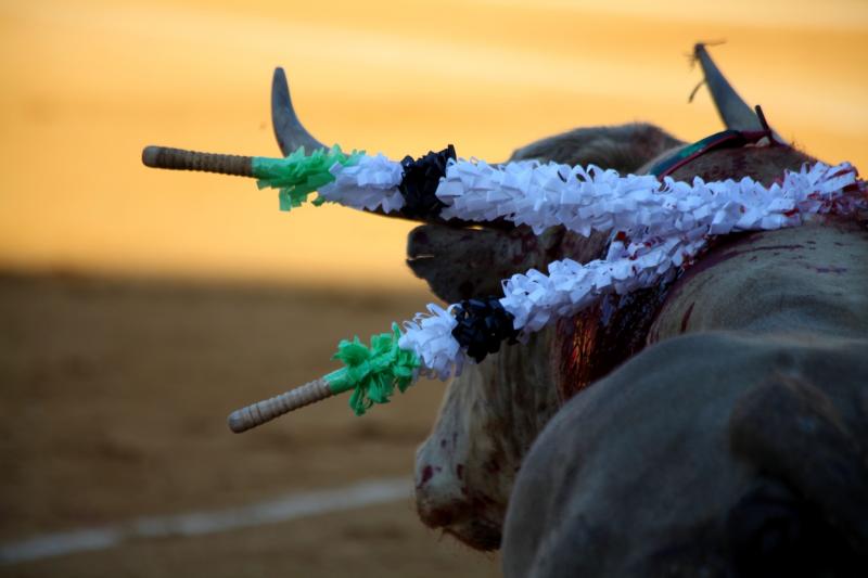 Imágenes de la corrida de Talavante, Perera y Morante en Badajoz Imágenes de la corrida de Talavante, Perera y Morante en Badajoz