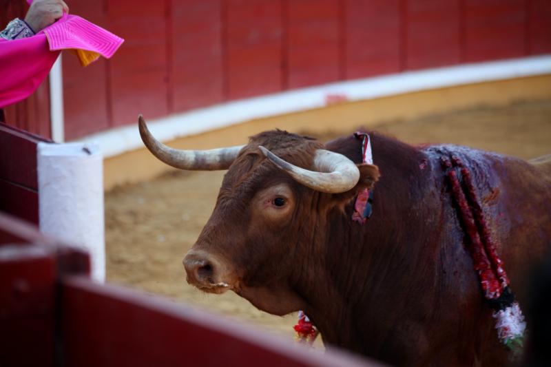 Imágenes de la corrida de Talavante, Perera y Morante en Badajoz Imágenes de la corrida de Talavante, Perera y Morante en Badajoz