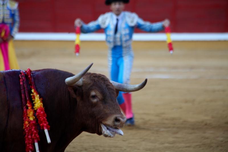 Imágenes de la corrida de Talavante, Perera y Morante en Badajoz Imágenes de la corrida de Talavante, Perera y Morante en Badajoz