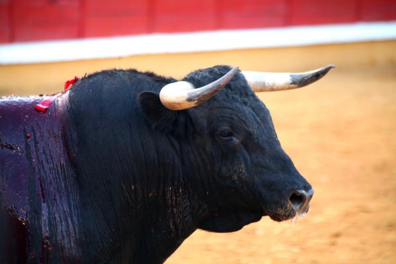 Imágenes de la corrida de Talavante, Perera y Morante en Badajoz Imágenes de la corrida de Talavante, Perera y Morante en Badajoz