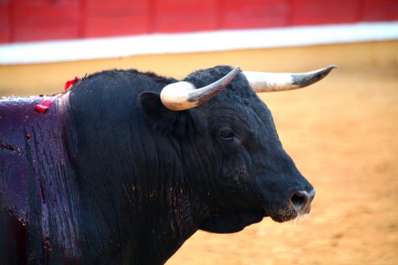 Imágenes de la corrida de Talavante, Perera y Morante en Badajoz