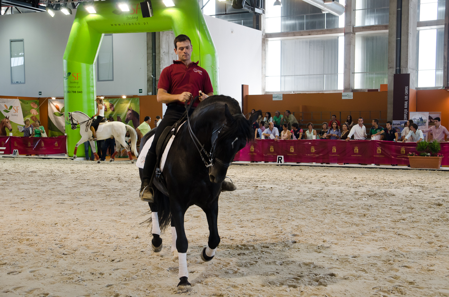 Continúa la actividad de la Feria del Toro y el Caballo Ecuextre 2013 Badajoz