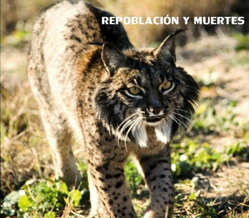 Noticias del año 2014 en Extremadura - segundo semestre - Parte 2