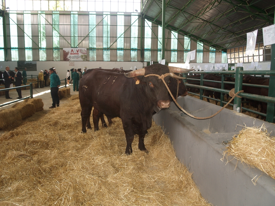 Los Reyes de España inauguran la Feria Internacional Ganadera de Zafra