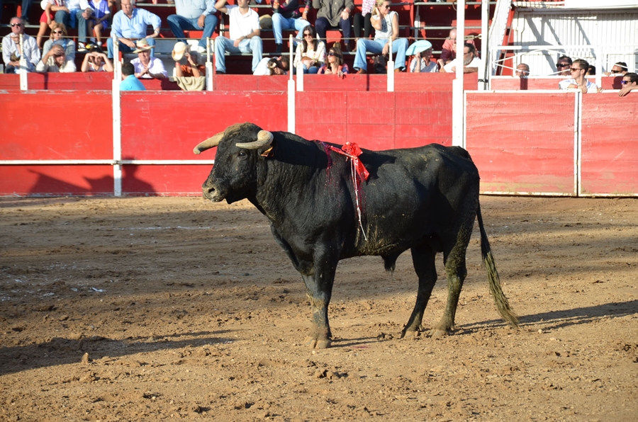 Éxito de asistencia en el Festival Taurino de Las Vaguadas