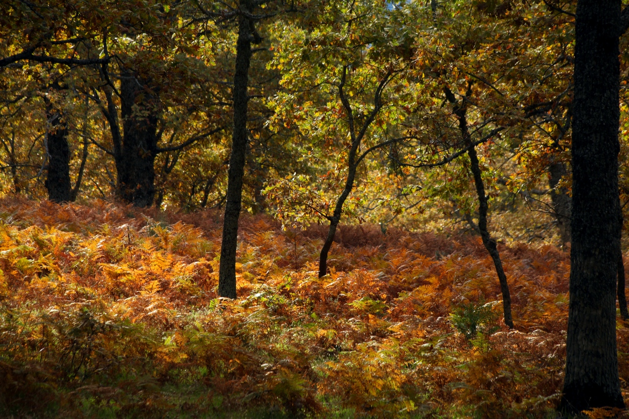 Colores de otoño extremeño Colores de otoño extremeño