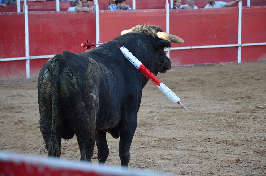 Éxito de asistencia en el Festival Taurino de Las Vaguadas