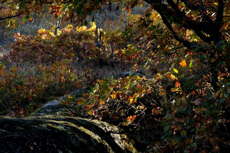 Colores de otoño extremeño Colores de otoño extremeño
